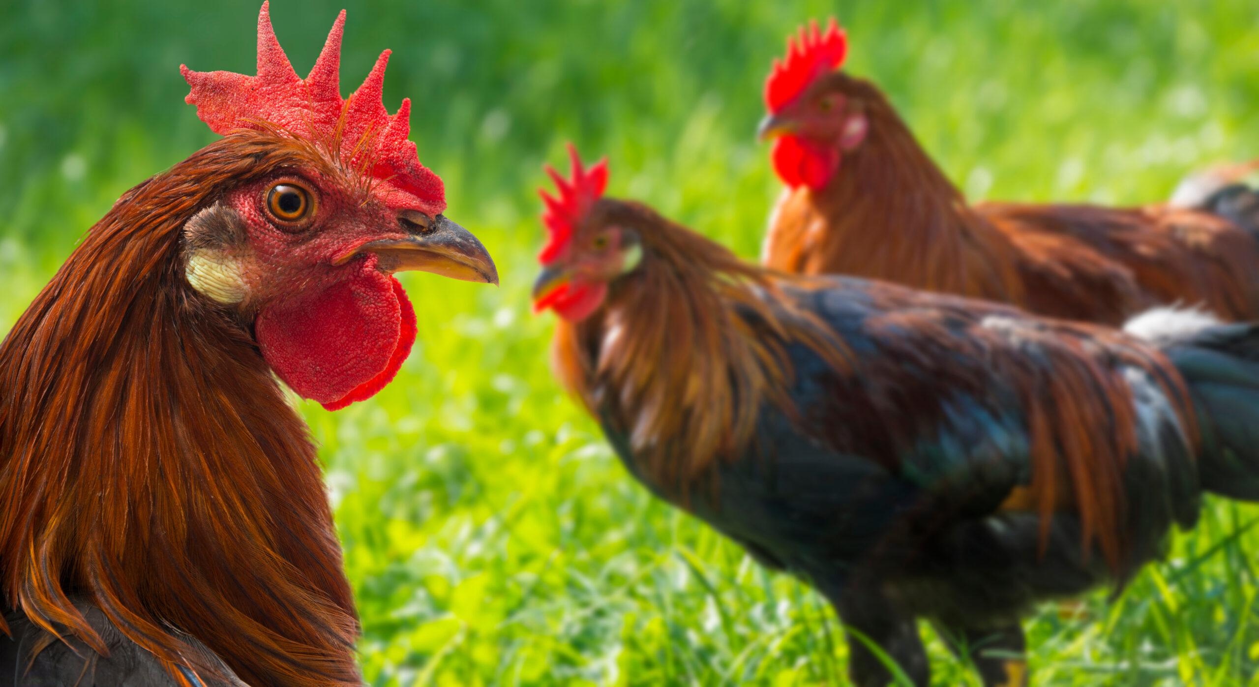 Innotransfer 2022 - CPI-UPV | Retos en el sector avícola: bienestar animal e innovación