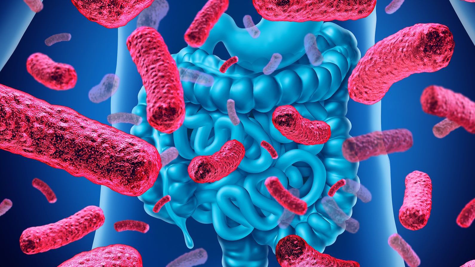 Seminario IATA-CSIC | “Desarrollo y modulación de la microbiota gastrointestinal”, por Giuseppe D’Auria