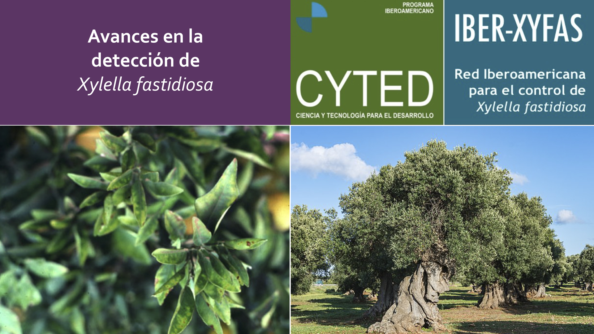 Jornada Internacional: Avances en la detección de 'Xylella fastidiosa'